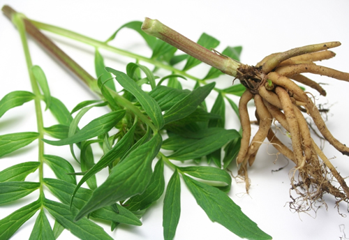 valerian root health benefits