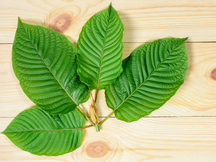 What are Kratom Leaves?